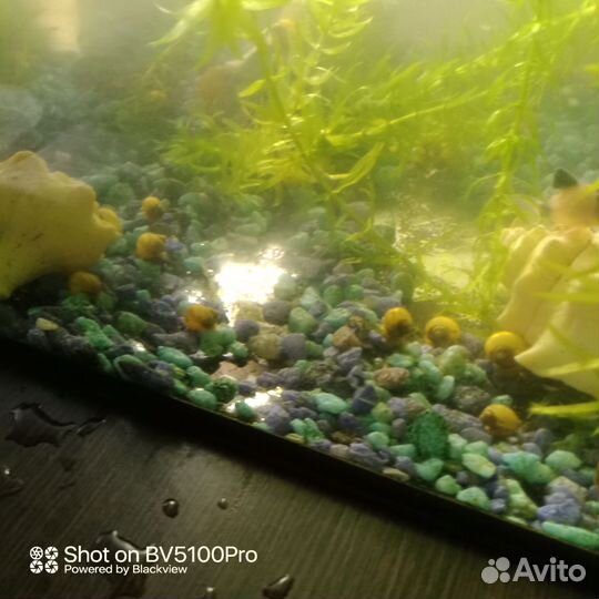 Аквариумные улитки Ампулярии