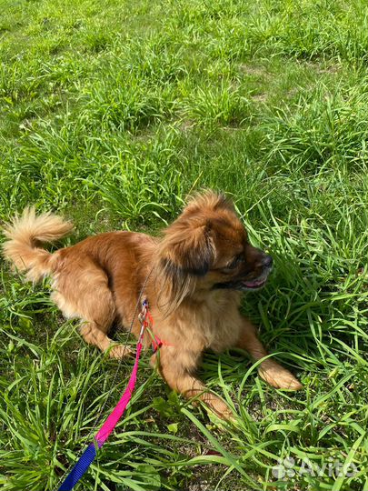 Передержка животных