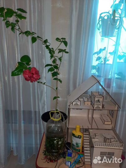 Гибискус китайская роза