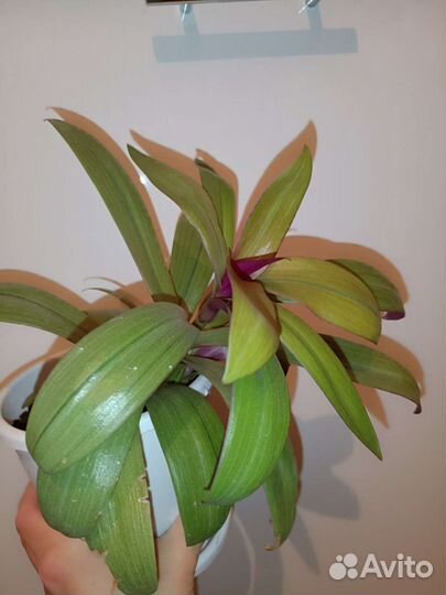 Традесканция рео жёлтая