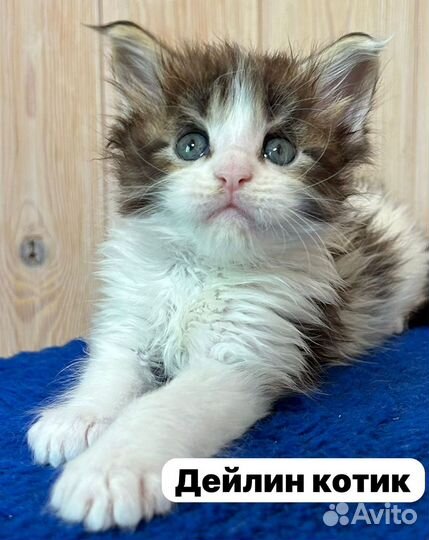 Мейн-кун котята