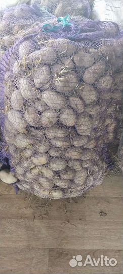 Семенной картофель
