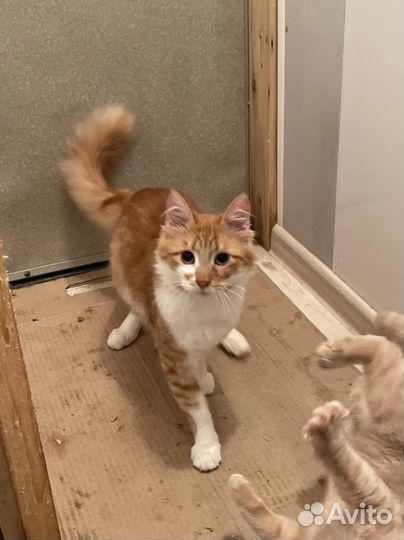 Котенок мальчик