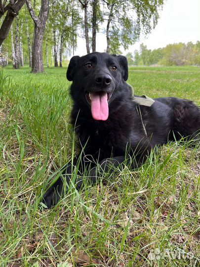 Молодая собака из приюта мечтает о доме