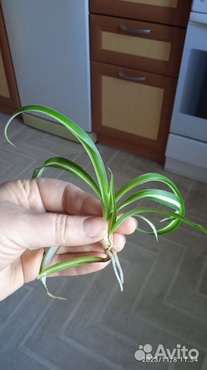 Адениум,хатиора,алоэ, каланхоэ,хлорофитум,кактусы