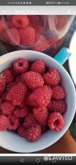 Саженцы малины