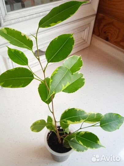 Фикус бенджамина пестролистный