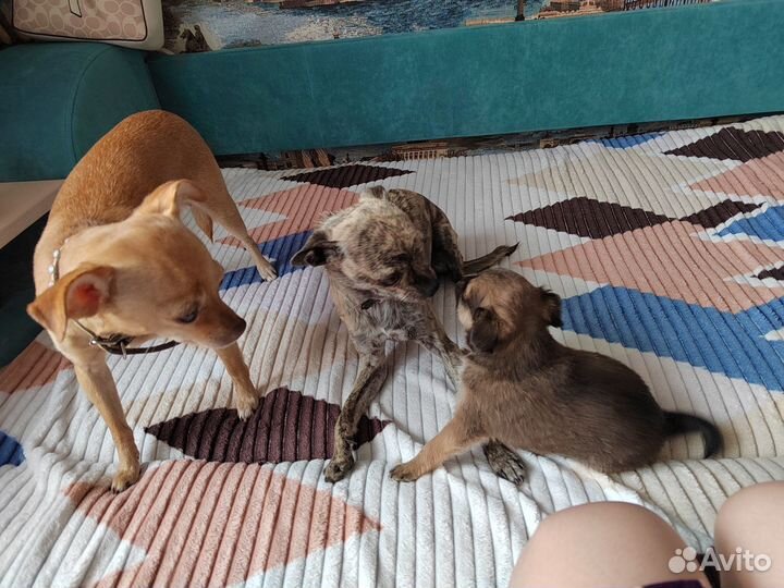 Той-терьер щенки