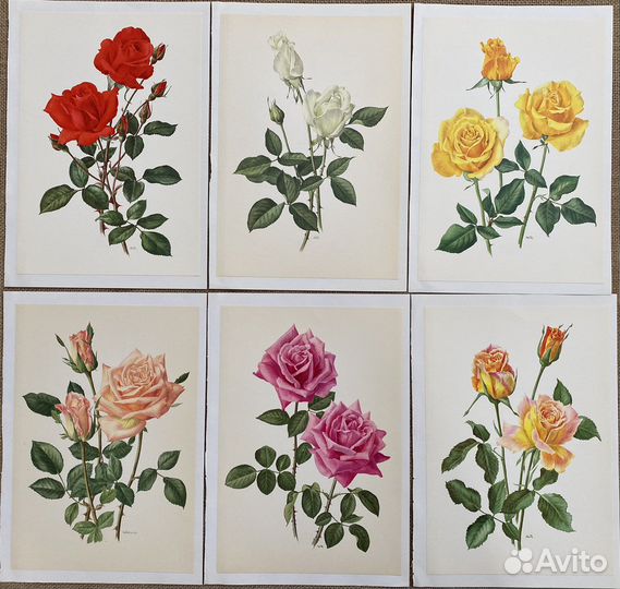 Литографии «Розы»,Германия