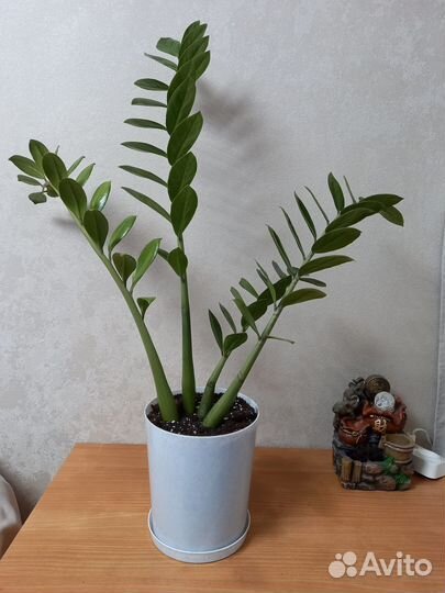 Замиокулькас.Юкка