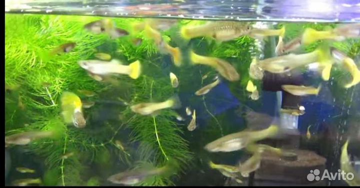 Гуппи рыбки