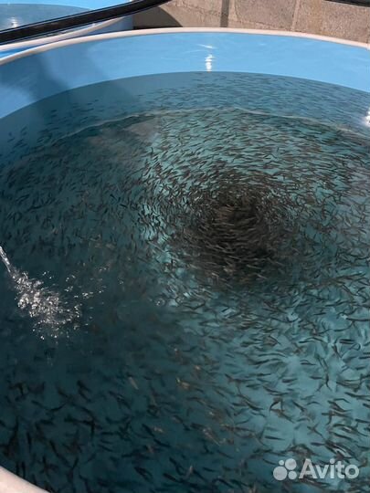 Мальки рыбы для пруда