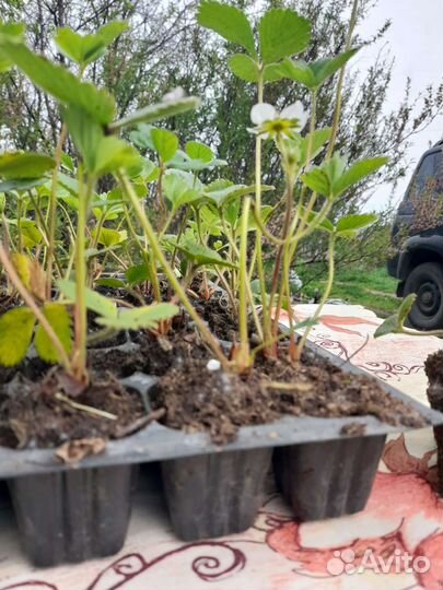 Виктория Сан-Андреас ремонтантная