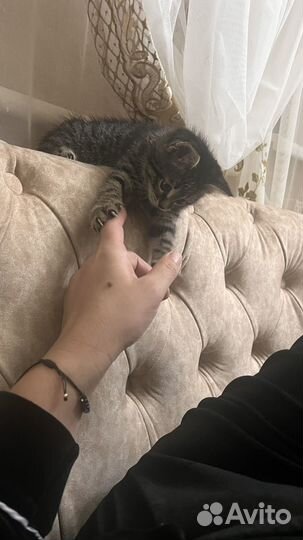 Отдам в добрые руки