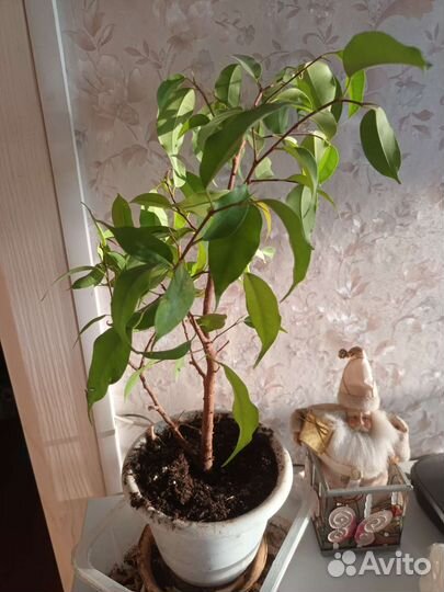 Фикус бенджамина