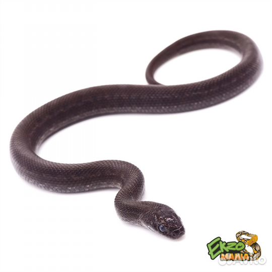 Узорчатый полоз