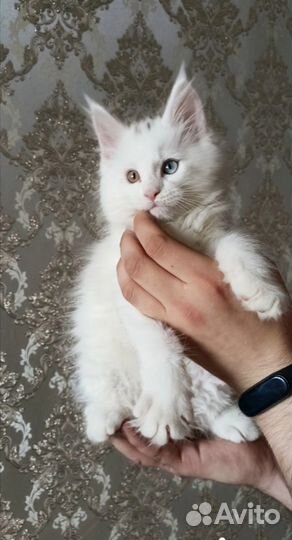 Котята мейн-кун