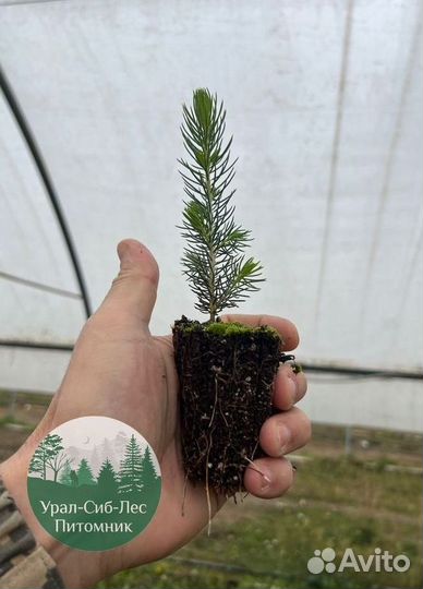 Зкс и окс Сосна Ель Лиственница сеянцы Голуб горн