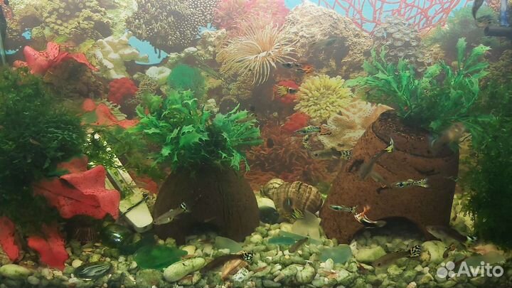 Креветки вишни от 10 шт улитки хелены