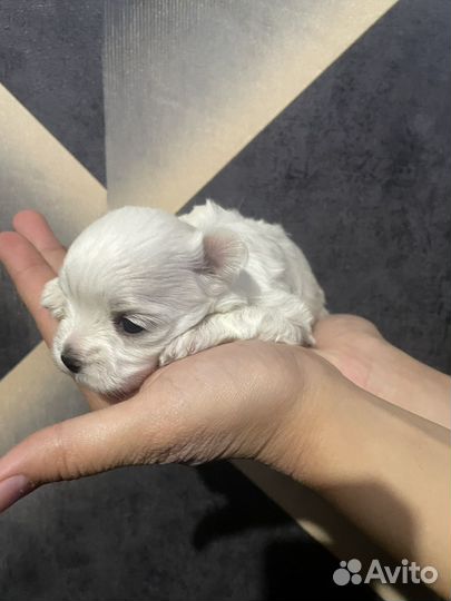 Щенки мальтезе мини