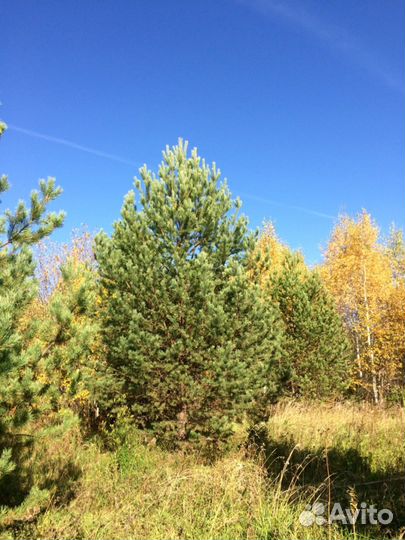 Крупномеры. Ели, сосны, берёзы, туя и голубая ель