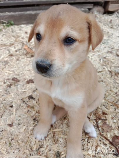 Щенки Западно сибирская лайка бесплатно