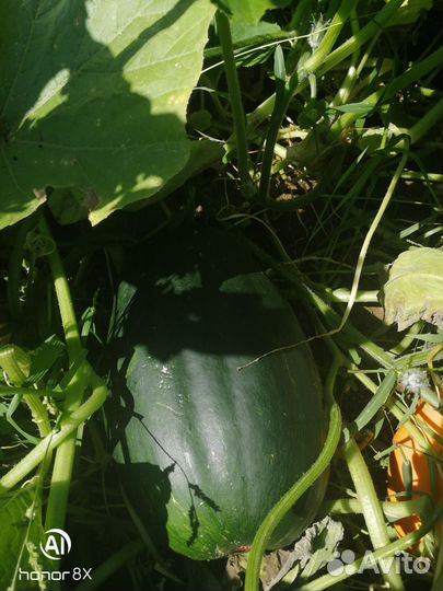 Тыква и кабатыква