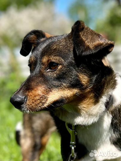 Трогательная маленькая собака ищет дом