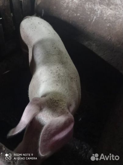 Хряк племенной и свиноматки