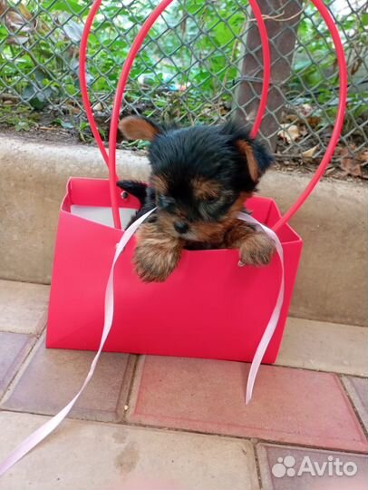 Йоркширский терьер мини щенки бейби фейс