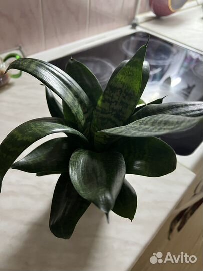 Сансевиерия