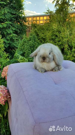 Миниатюрные минилопы