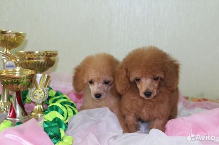 Той пудель-девочка и мальчик