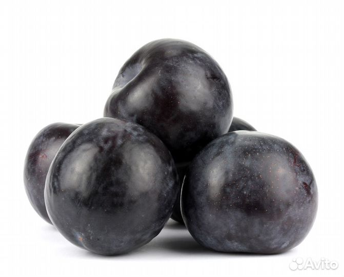 Слива черная круглая импорт