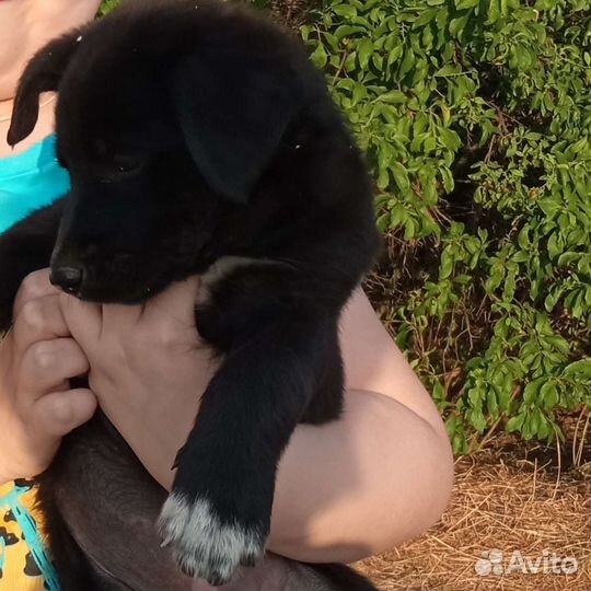 Щенуля в добрые руки