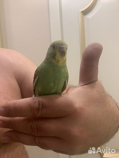 Волнистый попугай