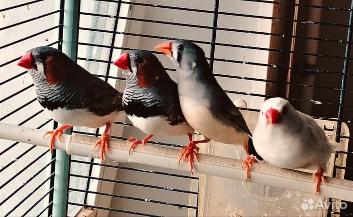 Зебровые амадины