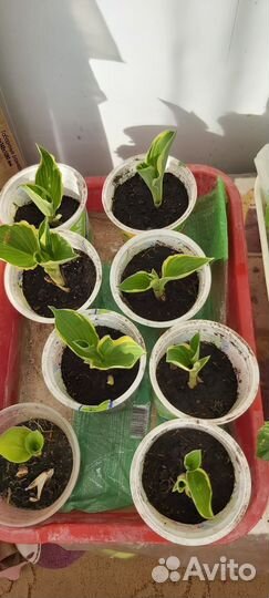 Хосты сортовые