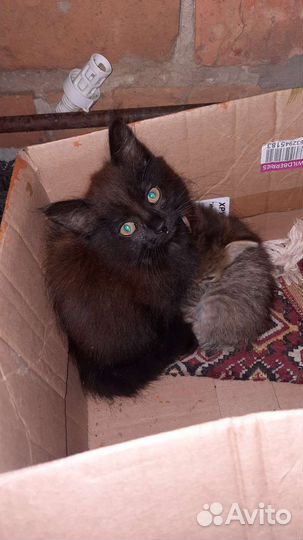 Отдам в добрые руки 3кошечки,ласковые игривые