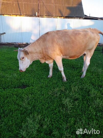 Корова стельная