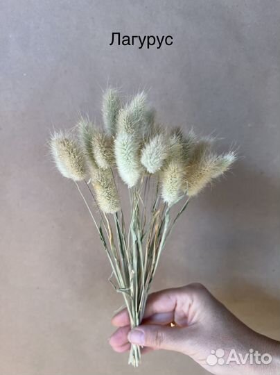 Амарант Бриза Лагурус Нигелла сухоцвет букет офис