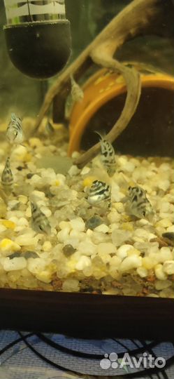 Аквариумные рыбки