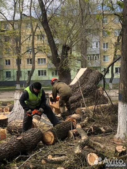 Расчистка участков. Спил деревьев