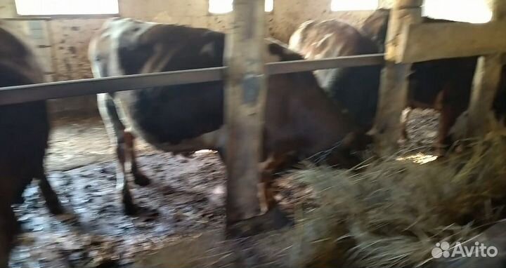Бычки на доращивание