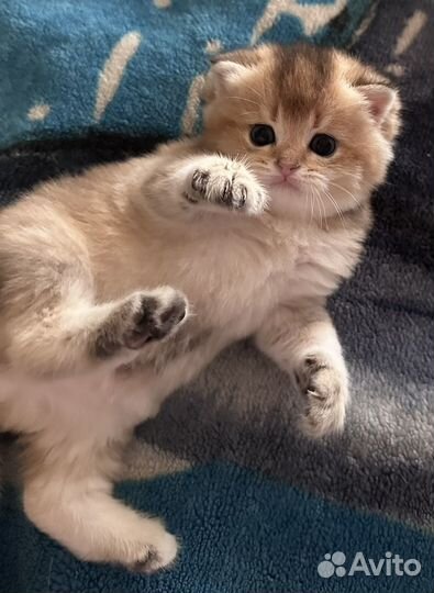 Шотландская золотая шиншилла