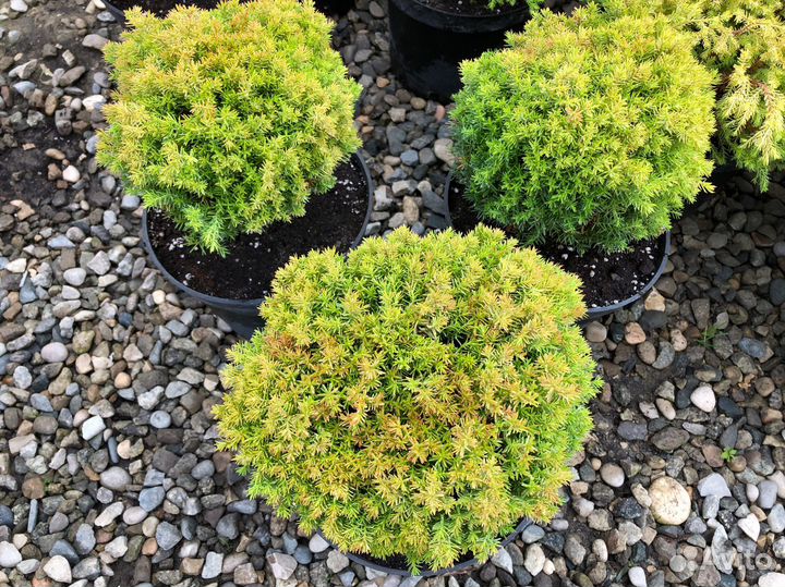 Шаровидные туи