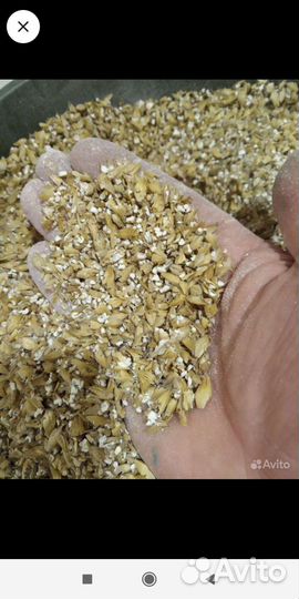 Солод хмель