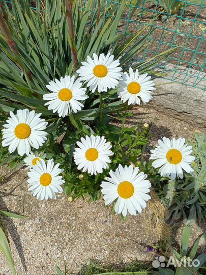 Ромашка Аляска