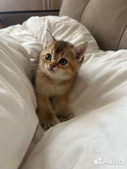 Шотландские котята