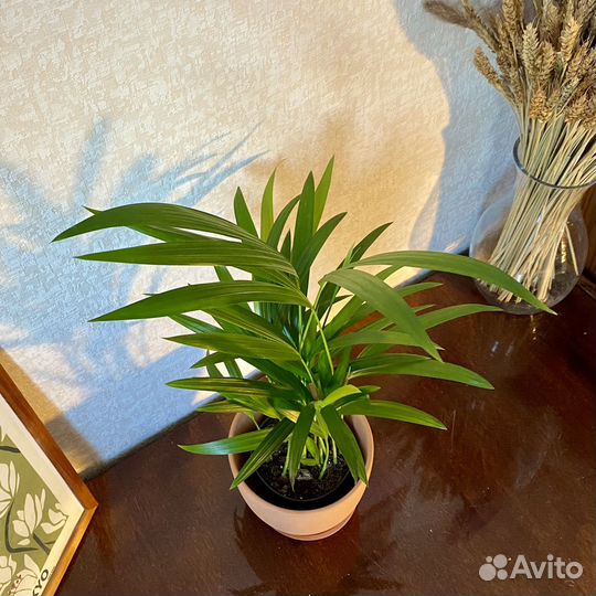 Пальма арека